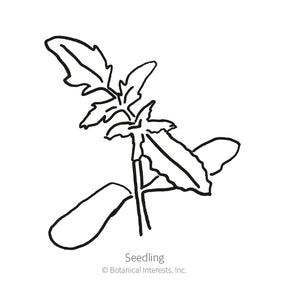 Botanical Interests, Inc. - Tomato Pole Pineapple Seeds