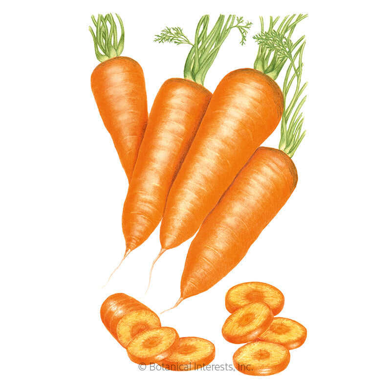 Botanical Interests, Inc. - Red Cored Chantenay Carrot Seeds