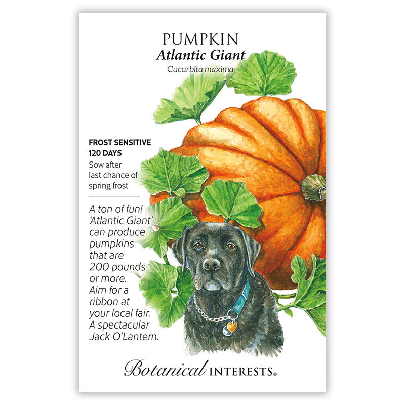 Botanical Interests, Inc. - Atlantic Giant Pumpkin Seeds - Southern Agriculture 