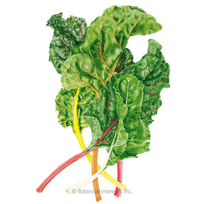 Botanical Interests, Inc. - Celebration Swiss Chard Seeds