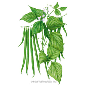 Botanical Interests, Inc. - Ferrari Bush Bean Seeds