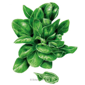 Botanical Interests, Inc. - Spinach Matador Seeds