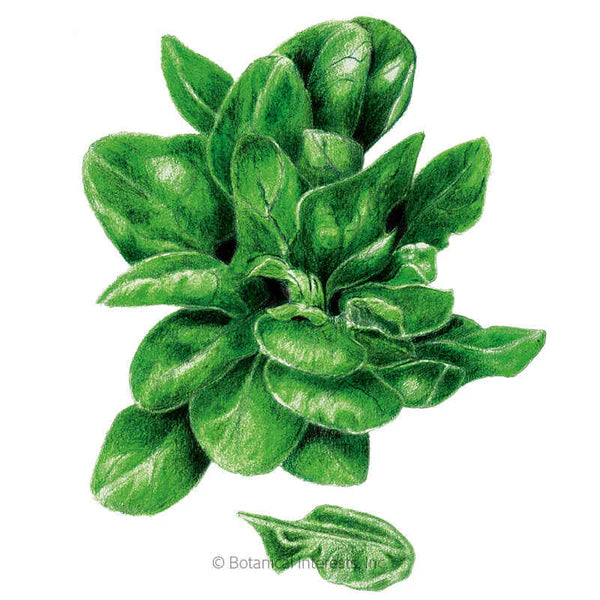 Botanical Interests, Inc. - Spinach Matador Seeds