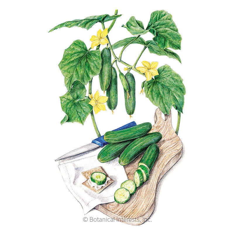 Botanical Interests, Inc. - Muncher Persian Cucumber Seeds - Southern Agriculture 