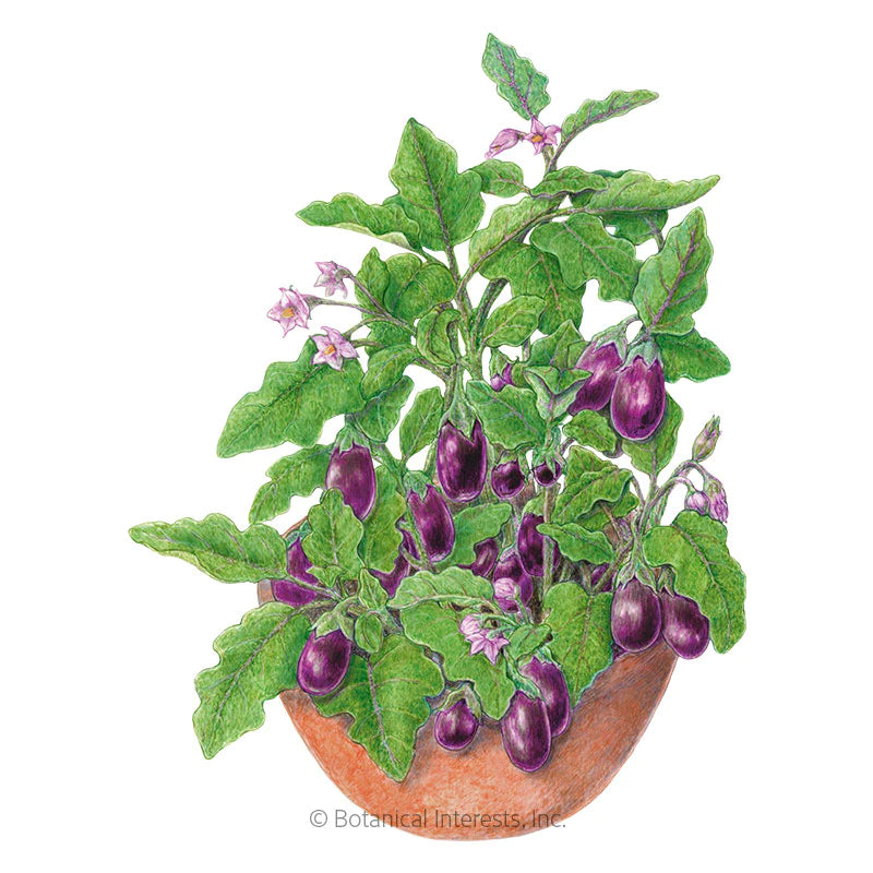Botanical Interests, Inc. - Eggplant Jewel Amethyst Seeds