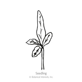Botanical Interests, Inc. - Eggplant Jewel Amethyst Seeds
