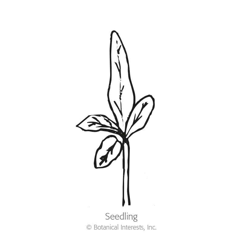 Botanical Interests, Inc. - Eggplant Jewel Amethyst Seeds