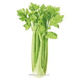 Botanical Interests, Inc. - Celery Merengo Hybrid Seeds - Southern Agriculture 