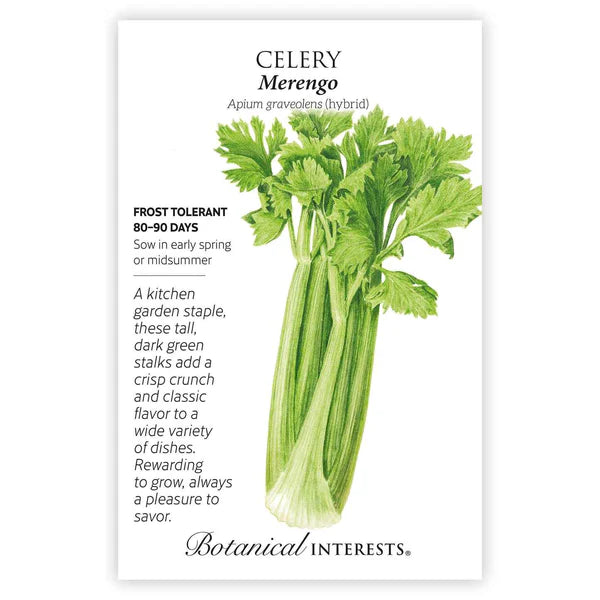 Botanical Interests, Inc. - Celery Merengo Hybrid Seeds - Southern Agriculture 