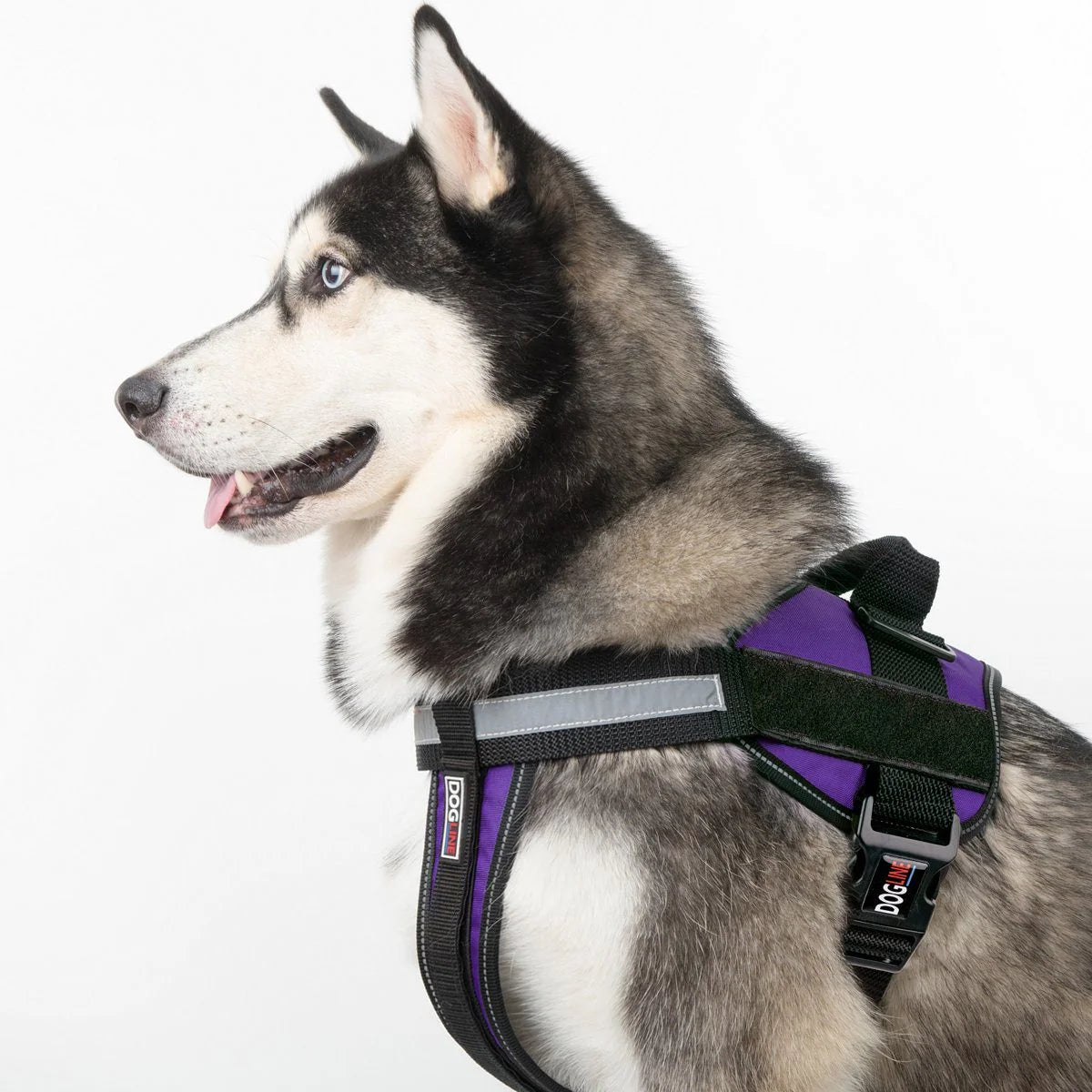 Harness Nylon Multi Purpose Unimax Handle & 2 Velcro Patches - Black - Southern Agriculture 