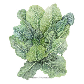 Botanical Interests, Inc. - Collards Top Bunch 2.0 hybrid Seeds - Southern Agriculture 