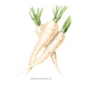 Botanical Interests, Inc. - Javelin Parsnip Seeds - Southern Agriculture 