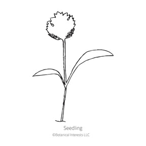 Botanical Interests, Inc. - Javelin Parsnip Seeds - Southern Agriculture 