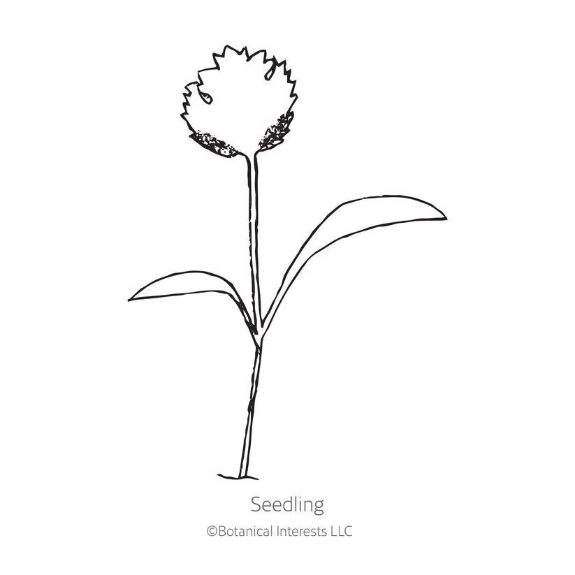 Botanical Interests, Inc. - Javelin Parsnip Seeds - Southern Agriculture 