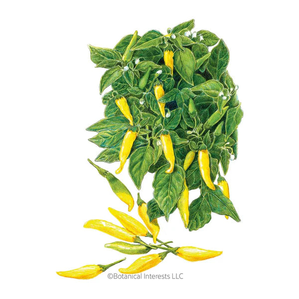 Botanical Interests, Inc. - Pepper Chile Lemon Drop Seeds