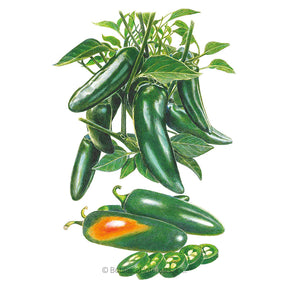Botanical Interests, Inc. - Pepper Chile Jalapeno Megatron Hybrid Seeds - Southern Agriculture 