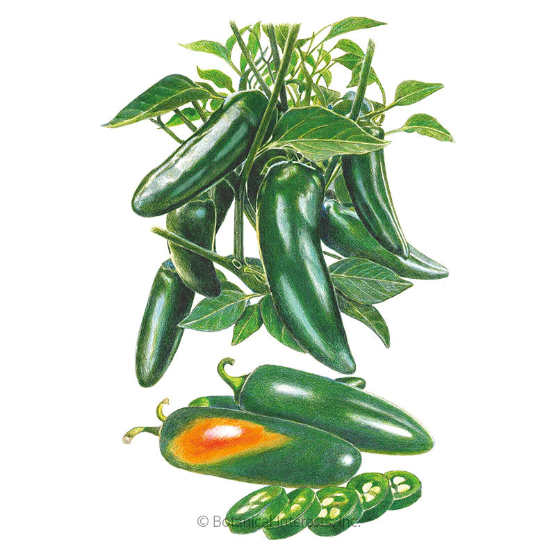 Botanical Interests, Inc. - Pepper Chile Jalapeno Megatron Hybrid Seeds - Southern Agriculture 