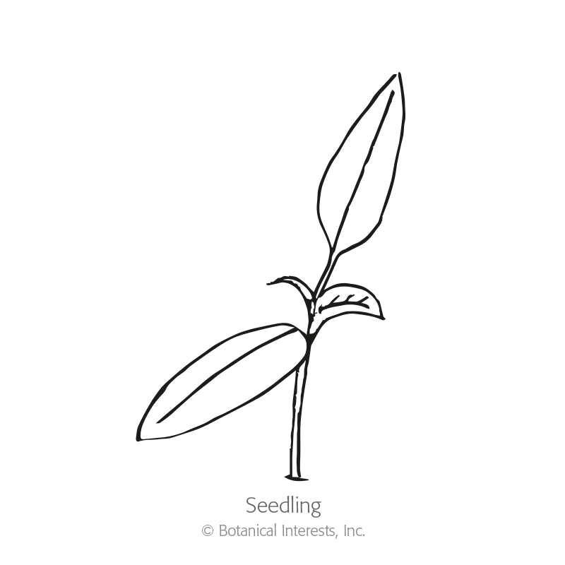 Botanical Interests, Inc. - Pepper Chile Jalapeno Megatron Hybrid Seeds - Southern Agriculture 