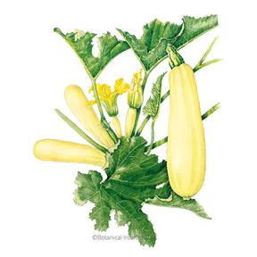 Botanical Interests, Inc. - Chiffon Summer Squash Seeds - Southern Agriculture 