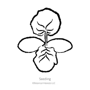 Botanical Interests, Inc. - Chiffon Summer Squash Seeds - Southern Agriculture 