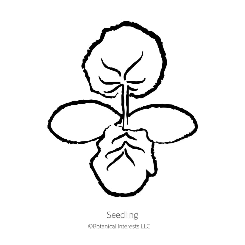 Botanical Interests, Inc. - Chiffon Summer Squash Seeds - Southern Agriculture 