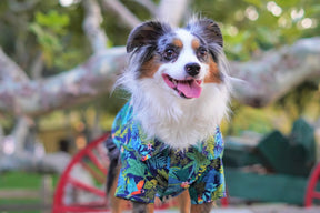 Parisian Pet - Dog T-Shirt Amazonia Camp
