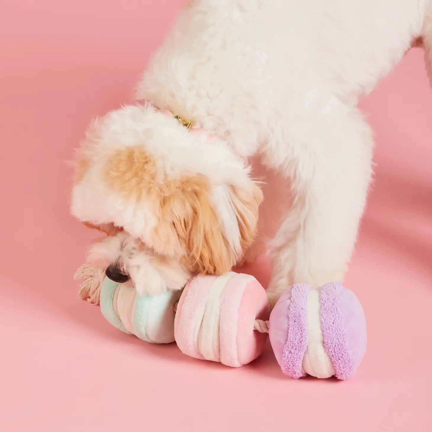 The Foggy Dog - Dog Toy Macarons