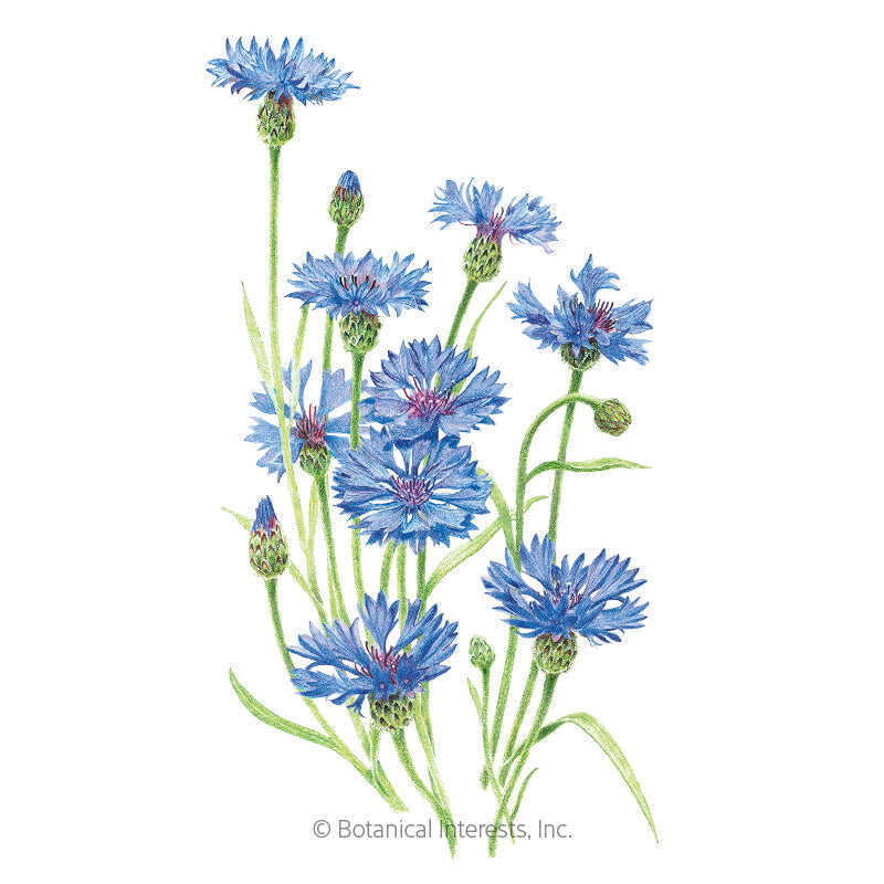 Botanical Interests, Inc. - Blue Boy Bachelor's Button Seeds