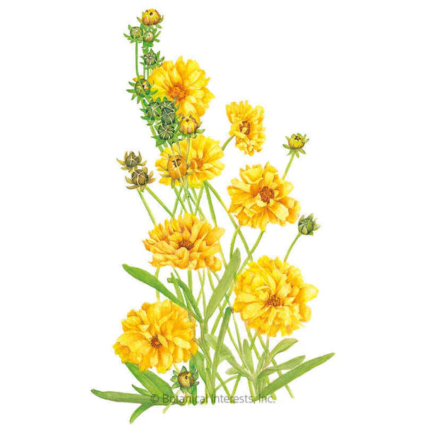 Botanical Interests, Inc. - Coreopsis Double Sunburst Seeds - Southern Agriculture 