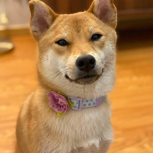 Blueberry Pet - Pastel Purple | Soft Touch Dotted Velvet Dog Collar