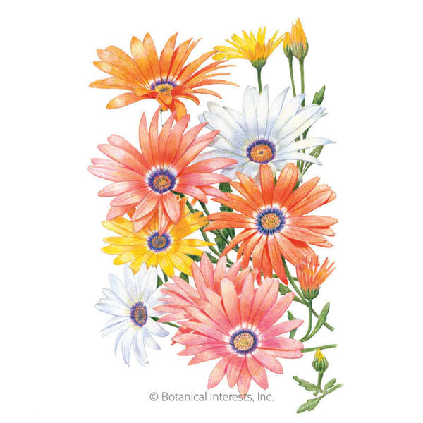 Botanical Interests, Inc. - African Daisy Cape Marigold Seeds - Southern Agriculture 