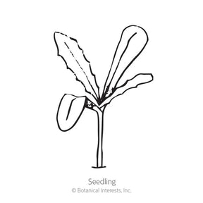 Botanical Interests, Inc. - African Daisy Cape Marigold Seeds - Southern Agriculture 