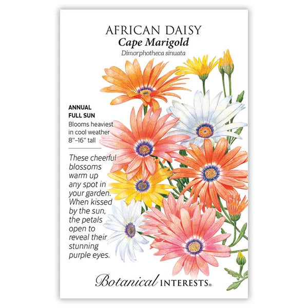Botanical Interests, Inc. - African Daisy Cape Marigold Seeds - Southern Agriculture 