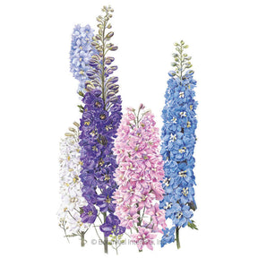 Botanical Interests, Inc. - Giants Blend Delphinium Seeds