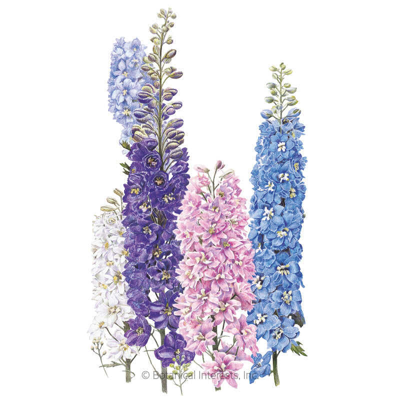 Botanical Interests, Inc. - Giants Blend Delphinium Seeds