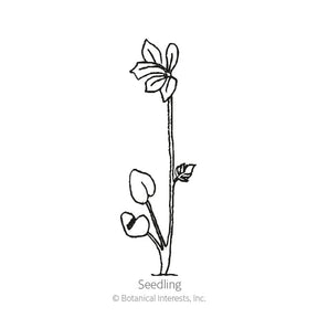 Botanical Interests, Inc. - Giants Blend Delphinium Seeds