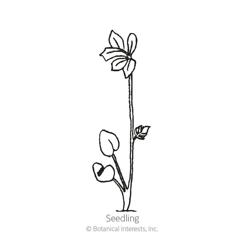 Botanical Interests, Inc. - Giants Blend Delphinium Seeds