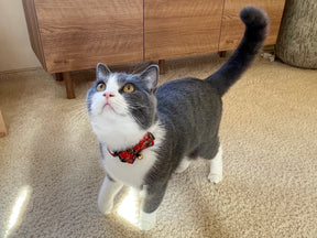 Moon-X USA - Cat Collar Gilded Gold Bow Tie
