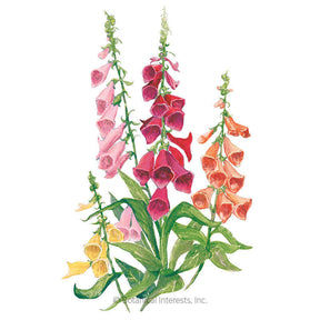 Botanical Interests, Inc. - Foxglove Gloxinia Flora Blend Seeds - Southern Agriculture 