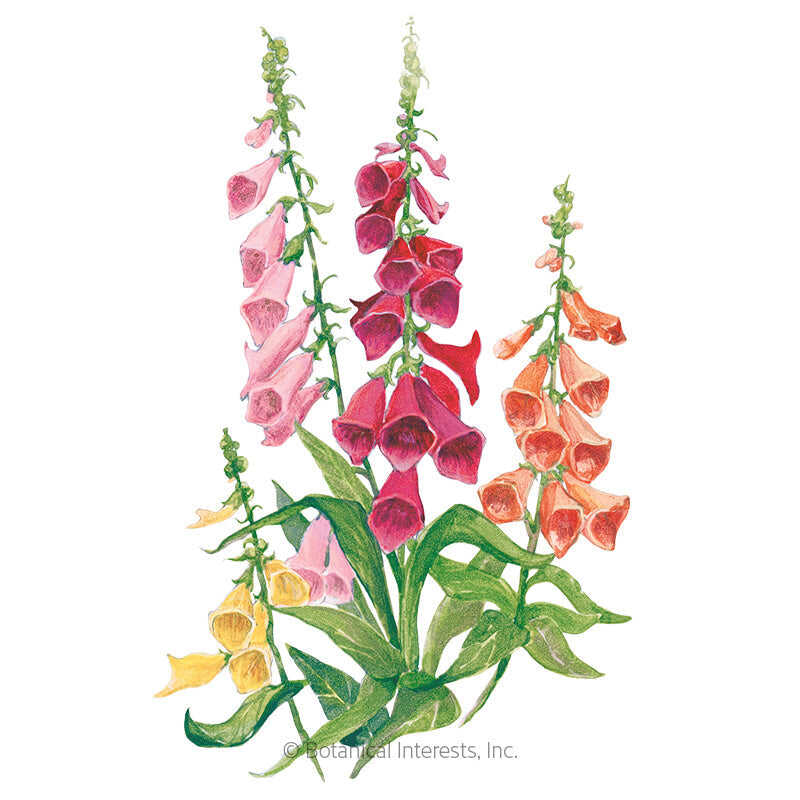 Botanical Interests, Inc. - Foxglove Gloxinia Flora Blend Seeds - Southern Agriculture 