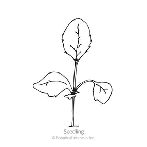 Botanical Interests, Inc. - Foxglove Gloxinia Flora Blend Seeds - Southern Agriculture 