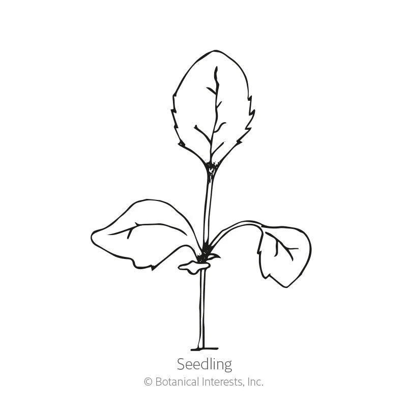 Botanical Interests, Inc. - Foxglove Gloxinia Flora Blend Seeds - Southern Agriculture 