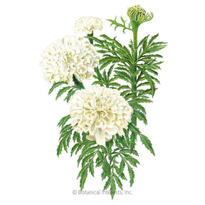 Botanical Interests, Inc. - Marigold African Kilimanjaro White Seeds
