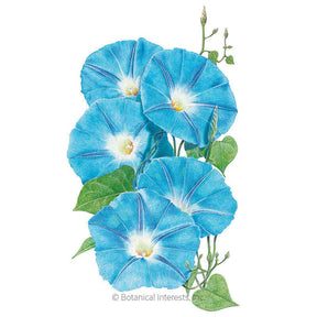 Botanical Interests, Inc. - Morning Glory Heavenly Blue Seeds - Southern Agriculture 
