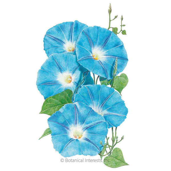 Botanical Interests, Inc. - Morning Glory Heavenly Blue Seeds - Southern Agriculture 