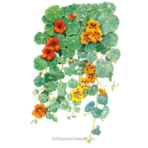 Botanical Interests, Inc. - Nasturtium Trailing Single Blend Seeds