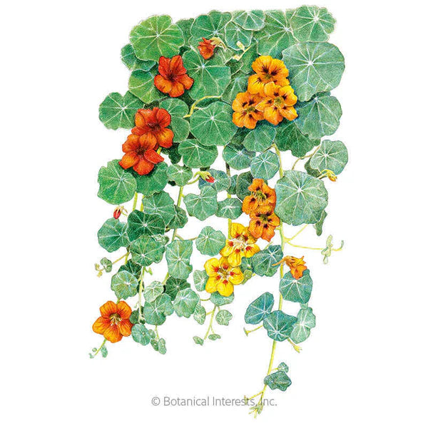 Botanical Interests, Inc. - Nasturtium Trailing Single Blend Seeds