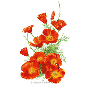 Botanical Interests, Inc. - Mikado California Poppy Seeds