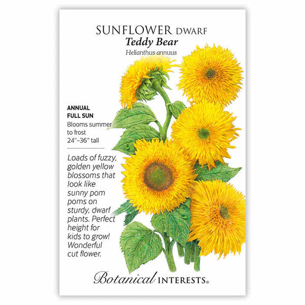 Sunflower Dwarf Teddy Bear Seeds - Southern Agriculture 
