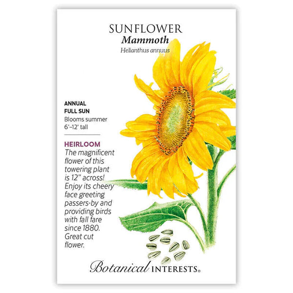 Sunflower Mammoth Seeds - Southern Agriculture 